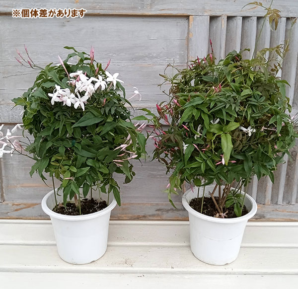 ハゴロモジャスミン（羽衣ジャスミン）5〜6号鉢植え