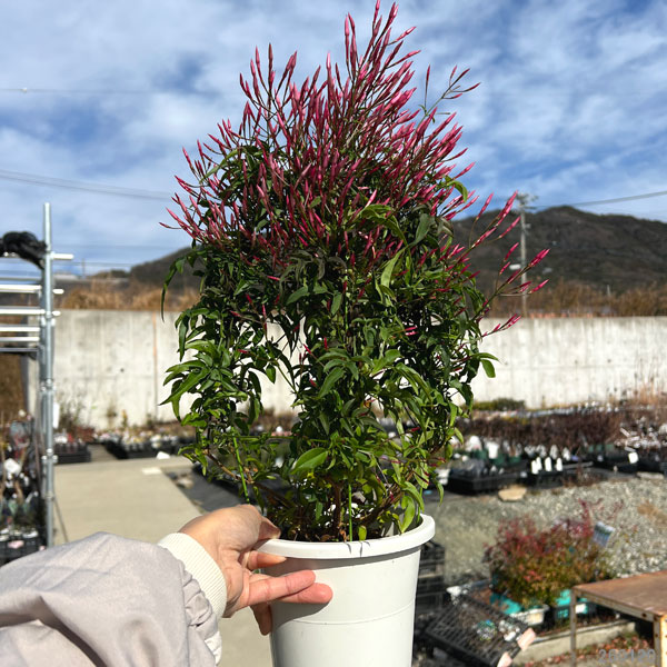 ハゴロモジャスミン(羽衣ジャスミン)5号鉢植えの詳細画像1