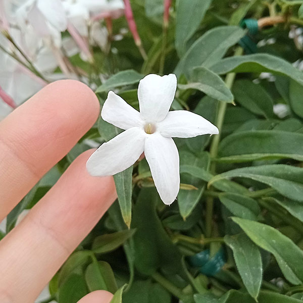 ハゴロモジャスミン(羽衣ジャスミン)5号鉢植えの詳細画像3