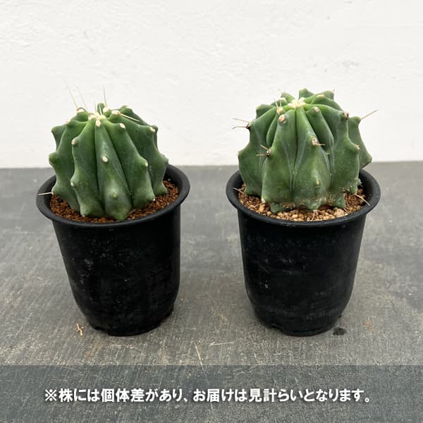 王冠竜のおすすめ人気商品一覧 通販 - Yahoo!ショッピング