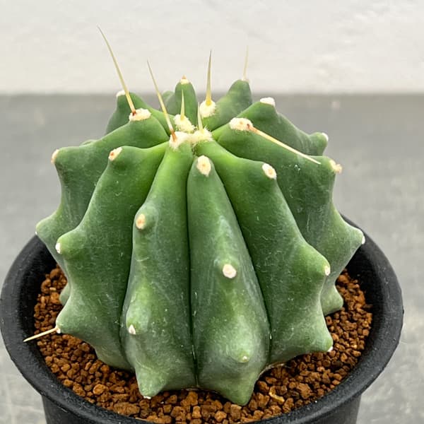 王冠竜（サボテン、多肉植物） | 花、ガーデニング のおすすめ人気商品