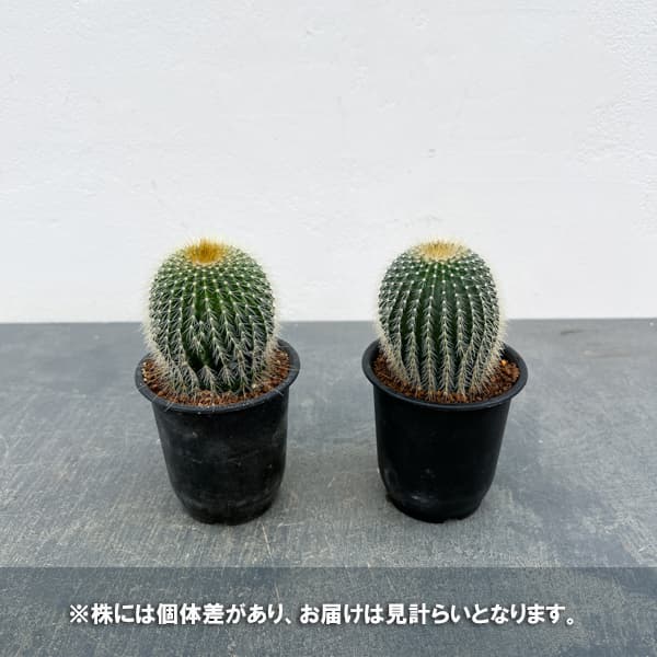 ま*と様 いいね感謝価格　最終値下げ　球形サボテン サボテンの商品一覧 通販 - Yahoo!ショッピング