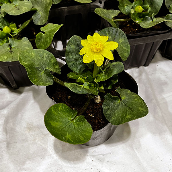 山野草の苗 リュウキンカ 姫リュウキンカ3号ポットの詳細画像2