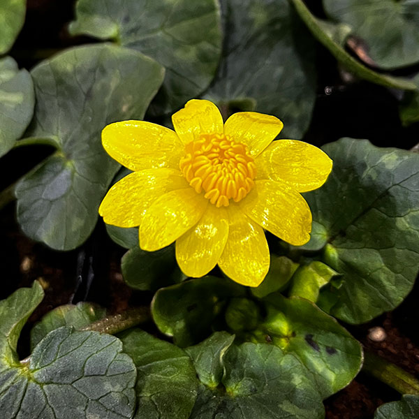 山野草の苗 リュウキンカ 姫リュウキンカ3号ポットの詳細画像3