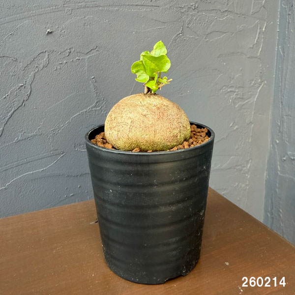 観葉植物 キッコウリュウ(亀甲竜) まるまるか...の詳細画像1