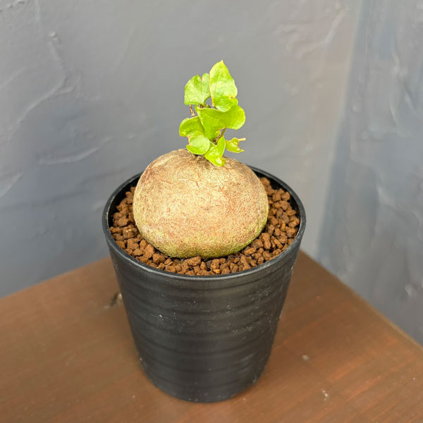 観葉植物 キッコウリュウ(亀甲竜) まるまるか...の詳細画像2