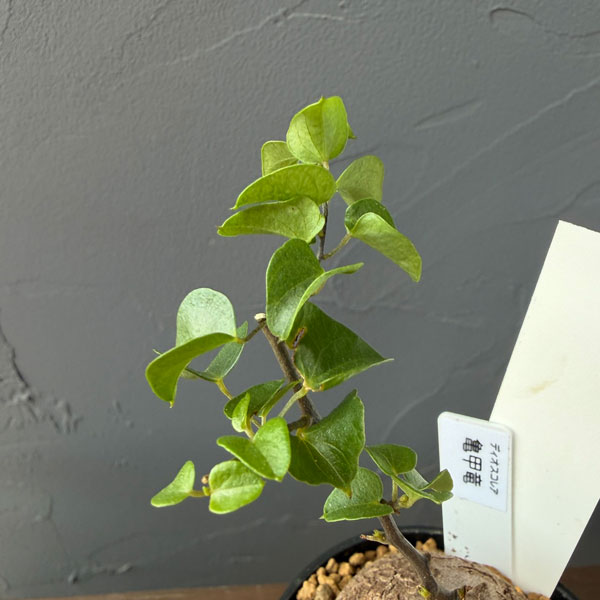 観葉植物 キッコウリュウ(亀甲竜) まるまるか...の詳細画像3