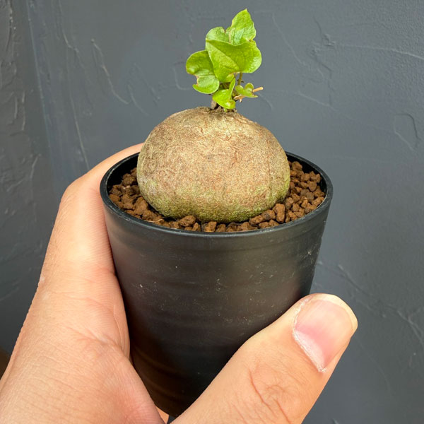 観葉植物 キッコウリュウ(亀甲竜) まるまるか...の詳細画像4