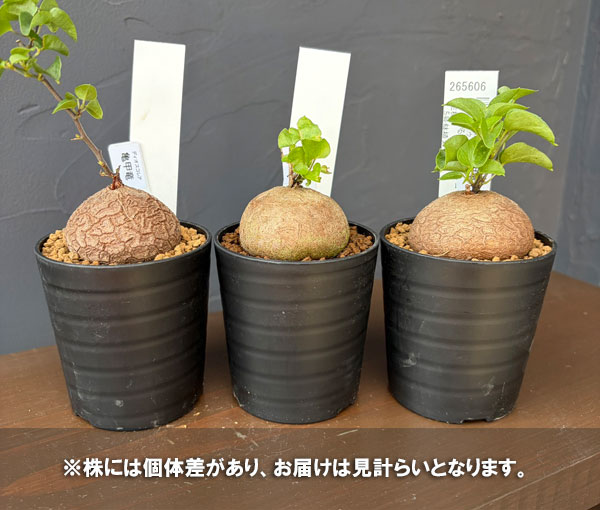 観葉植物 キッコウリュウ(亀甲竜) まるまるか...の詳細画像5