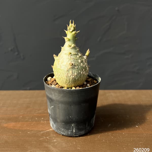 パキポディウム 実生のおすすめ人気商品一覧 通販 - Yahoo!ショッピング