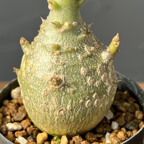 パキポディウム鉢のおすすめ人気商品一覧 通販 - Yahoo!ショッピング