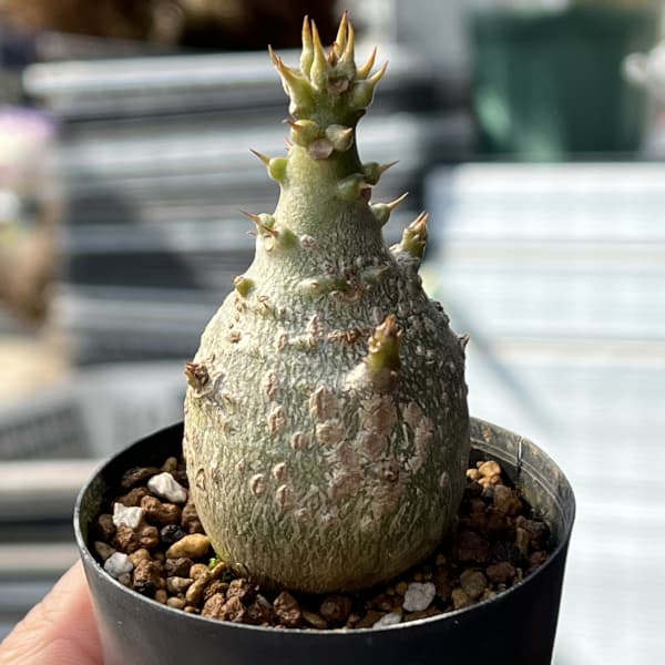 パキポディウム 実生のおすすめ人気商品一覧 通販 - Yahoo!ショッピング