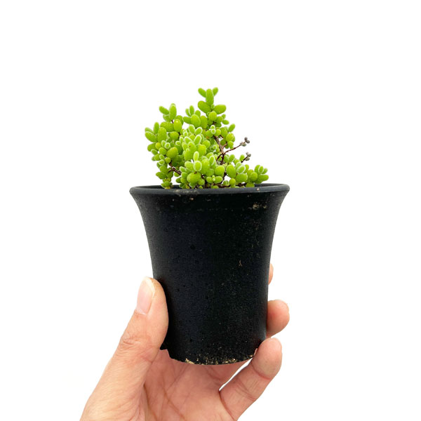 観葉植物 ドロサンテマム 密橘(みかん) 2....の詳細画像4