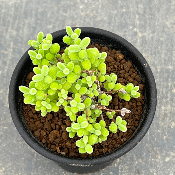 観葉植物 ドロサンテマム 密橘(みかん) 2....の詳細画像1