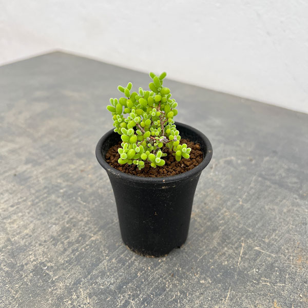 観葉植物 ドロサンテマム 密橘(みかん) 2....の詳細画像2