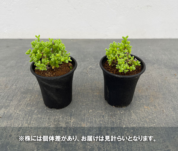 観葉植物 ドロサンテマム 密橘(みかん) 2....の詳細画像3