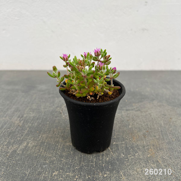 観葉植物 ドロサンテマム レッドダイヤモンド ...の詳細画像1