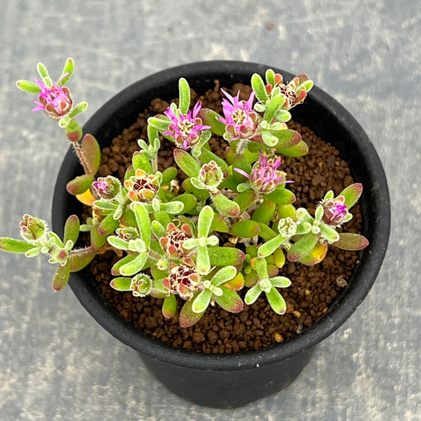 観葉植物 ドロサンテマム レッドダイヤモンド ...の詳細画像2