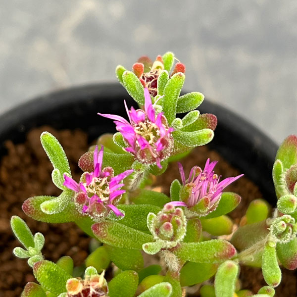 観葉植物 ドロサンテマム レッドダイヤモンド ...の詳細画像3