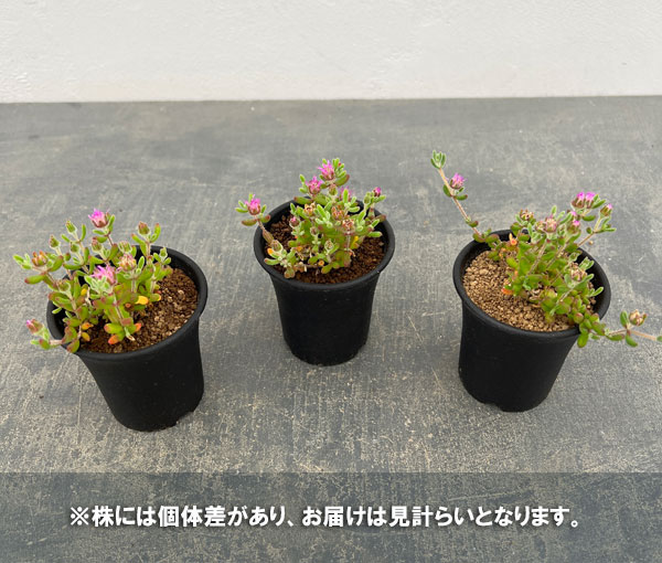 観葉植物 ドロサンテマム レッドダイヤモンド ...の詳細画像4