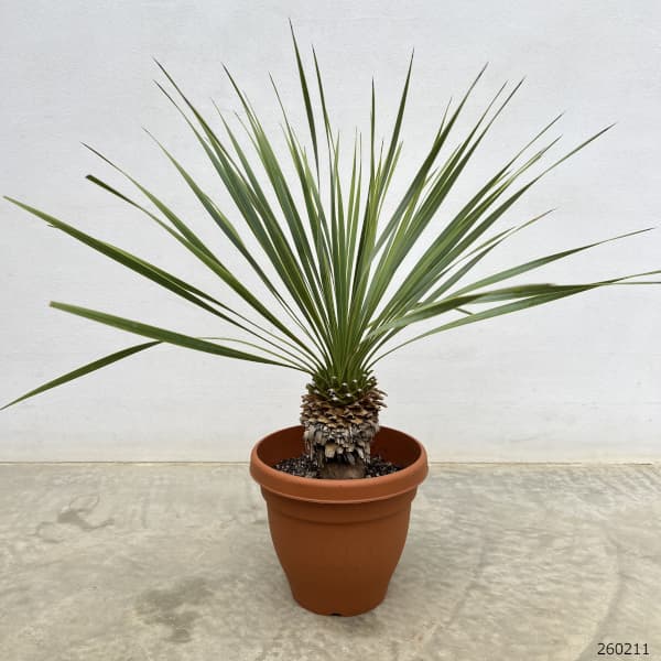 ユッカ ロストラータ（観葉植物） | 花、ガーデニング のおすすめ人気