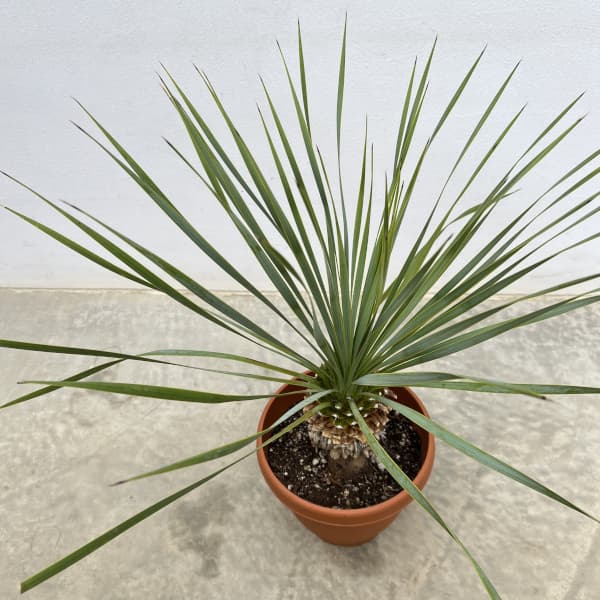 観葉植物 ユッカ ロストラータ 6号鉢植え : 園芸ネット - 通販 - Yahoo