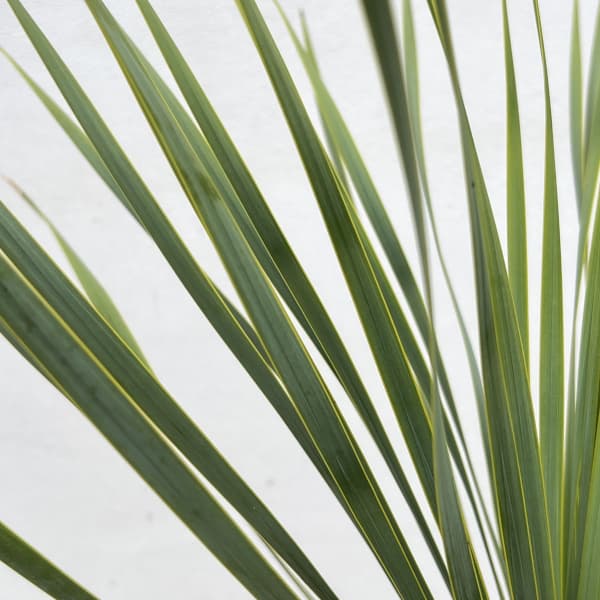 ユッカリギダのおすすめ人気商品一覧 通販 - Yahoo!ショッピング