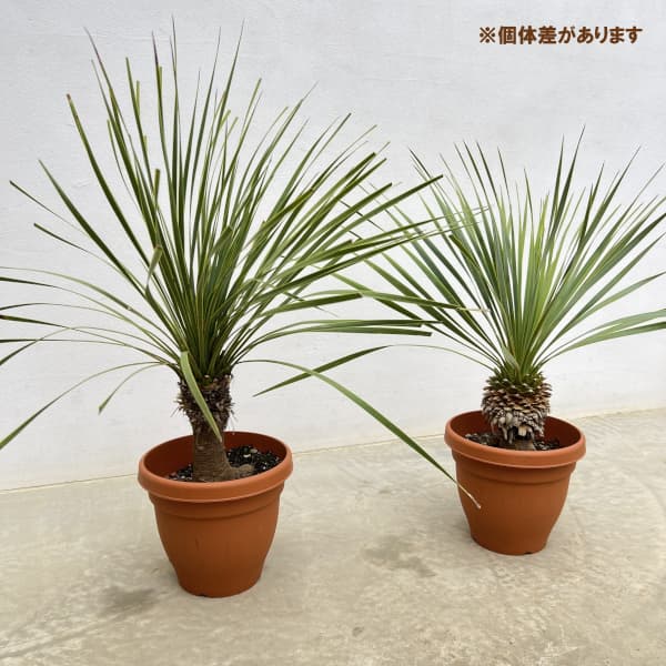 ユッカ ロストラータ（観葉植物） | 花、ガーデニング のおすすめ人気