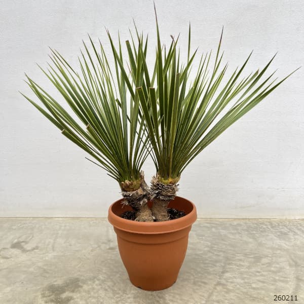 ユッカ ロストラータ（観葉植物） | 花、ガーデニング のおすすめ人気