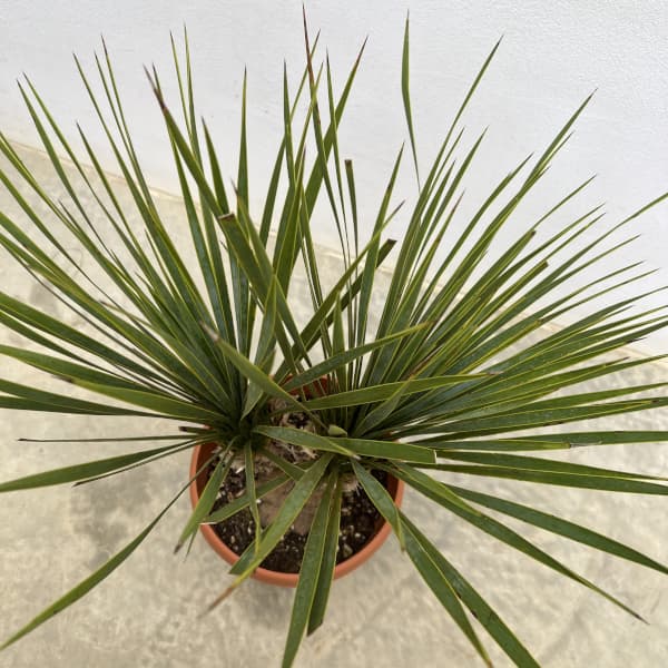 観葉植物 ユッカ ロストラータ(2本立ち) 6...の詳細画像2