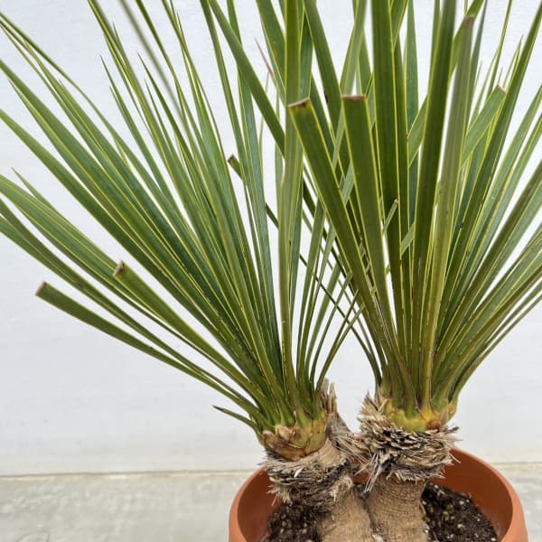 観葉植物 ユッカ ロストラータ(2本立ち) 6...の詳細画像3