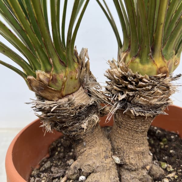 観葉植物 ユッカ ロストラータ(2本立ち) 6...の詳細画像4