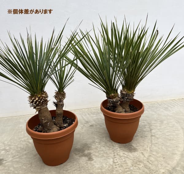 観葉植物 ユッカ ロストラータ(2本立ち) 6...の詳細画像5