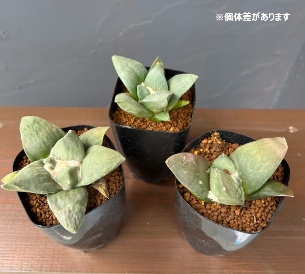 サボテン ランポー玉（花、ガーデニング）のおすすめ人気商品一覧 通販