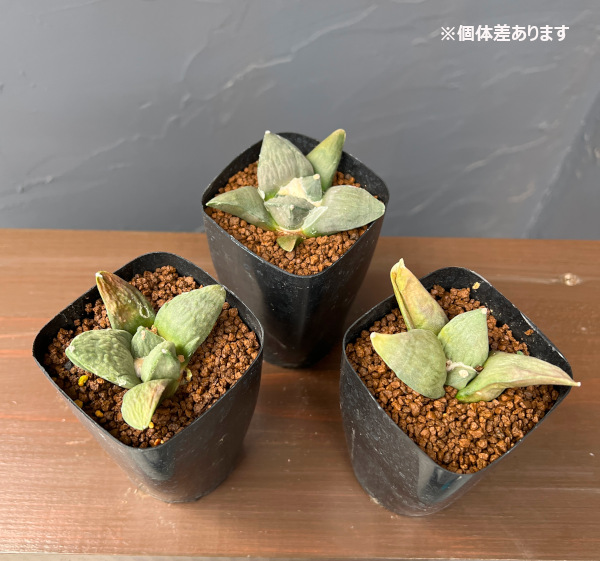 サボテン 接木 国内実生 アリオカルプス アガベ牡丹 サボテン