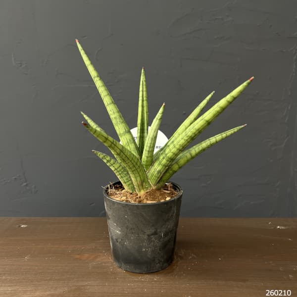 観葉植物 サンセベリア ボブ 3号エコポット植え |  | 01