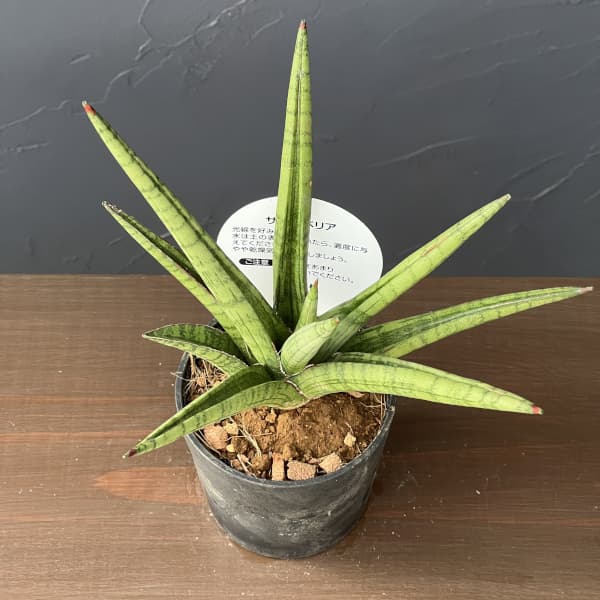 観葉植物 サンセベリア ボブ 3号エコポット植え |  | 02