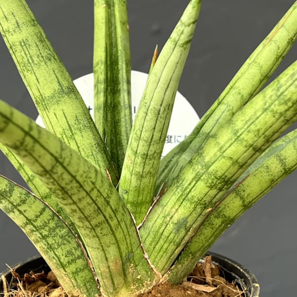 観葉植物 サンセベリア ボブ 3号エコポット植え |  | 03