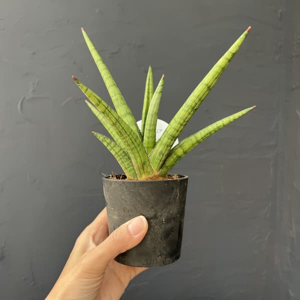 観葉植物 サンセベリア ボブ 3号エコポット植え |  | 04