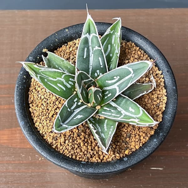 アガベ 笹の雪のおすすめ人気商品一覧 通販 - Yahoo!ショッピング