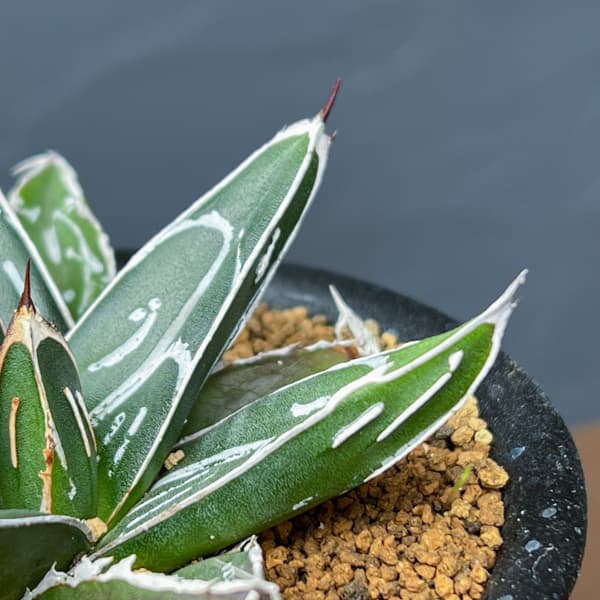 アガベ 笹の雪のおすすめ人気商品一覧 通販 - Yahoo!ショッピング