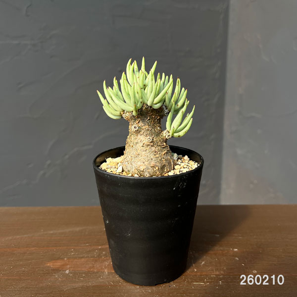 観葉植物 チレコドン ペアルソニー 3号鉢植え...の詳細画像1