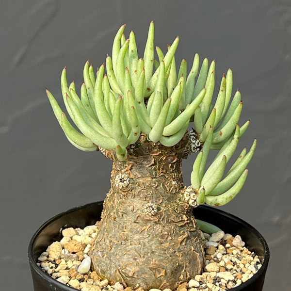 観葉植物 チレコドン ペアルソニー 3号鉢植え...の詳細画像2