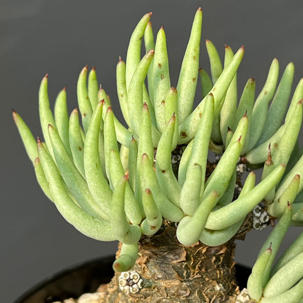 観葉植物 チレコドン ペアルソニー 3号鉢植え...の詳細画像3