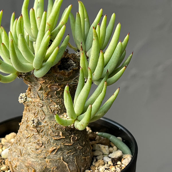 観葉植物 チレコドン ペアルソニー 3号鉢植え...の詳細画像4