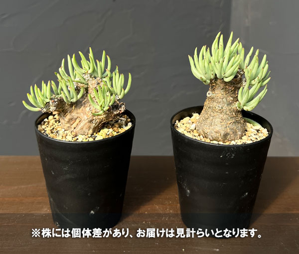 観葉植物 チレコドン ペアルソニー 3号鉢植え...の詳細画像5