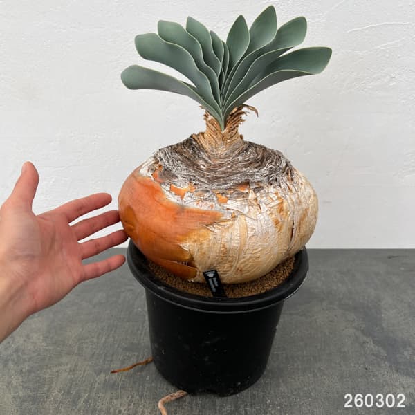 観葉植物 (わけあり特価)ブーファン ハエマン...の詳細画像1