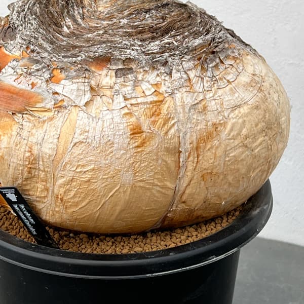 観葉植物 (わけあり特価)ブーファン ハエマン...の詳細画像3
