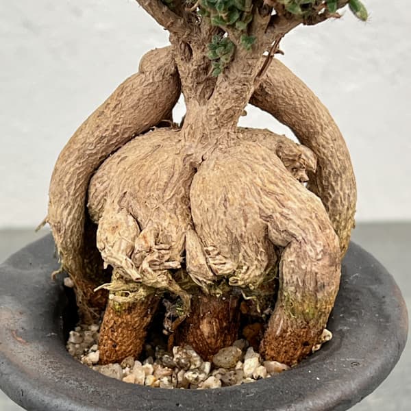 盆栽（観葉植物） | 花、ガーデニング のおすすめ人気商品一覧 通販