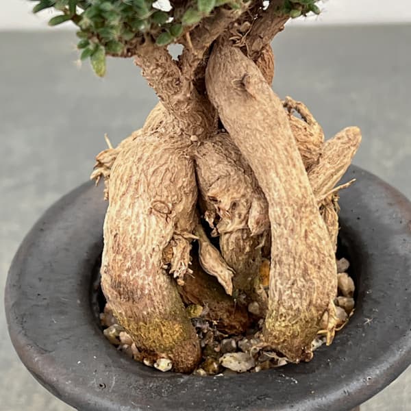 盆栽（観葉植物） | 花、ガーデニング のおすすめ人気商品一覧 通販